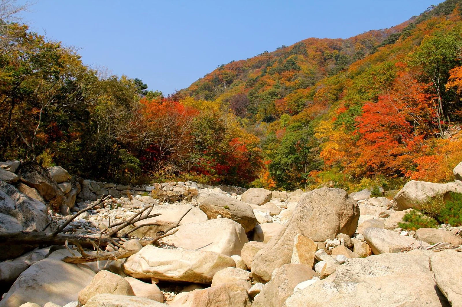 붉고 노랗게 물든 가을 설악산 산자락