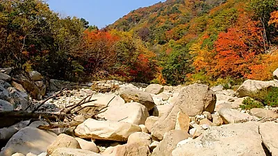 '2026 단풍지도' 공개…설악산 20일 절정, 남부는 11월 초중순