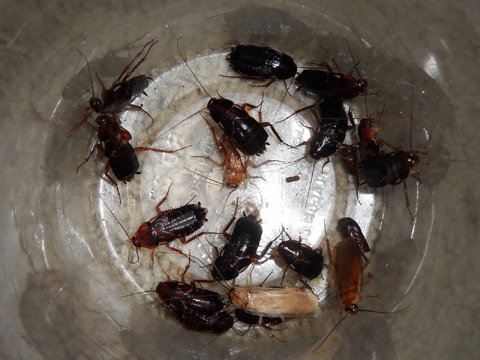 날개가 짧고 검은 암컷 여러 마리와 날개가 길고 주황색인 수컷이 함께 모여 있는 투르키스탄 바퀴 성충