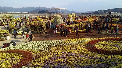 익산 천만송이 국화축제 23일 개막…익산역까지 도심 3곳으로 무대 넓혀