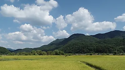 산지 쌀값 80kg 23만 원대 안정…공공비축미 40만 톤 매입