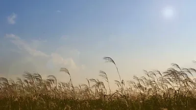쓰레기 산 위 억새 물결…서울억새축제 17일 하늘공원서 7일간 열린다